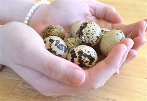 How To Tell If A Quail Egg Is Good At Earlene Fouche Blog