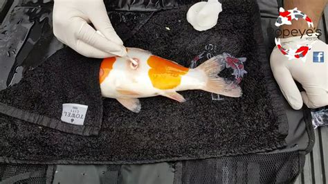 How To Treat Koi Parasites