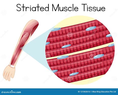 Human Arn Striated Muscle Tissue Stock Vector Illustration Of Tissue Science 121063616