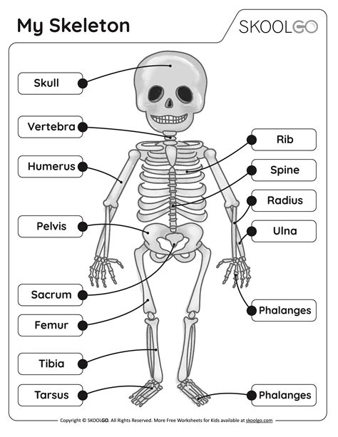 Human Body Bones For Kids