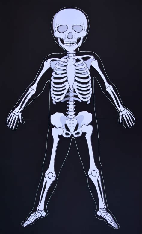 Human Body Skeleton For Kids