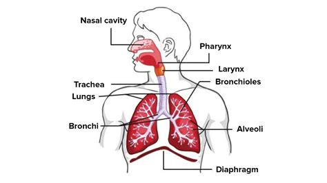 Human Respiratory System