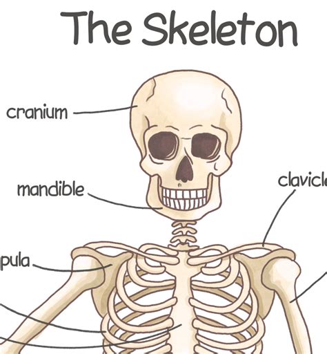 Human Skeleton Videos For Kids