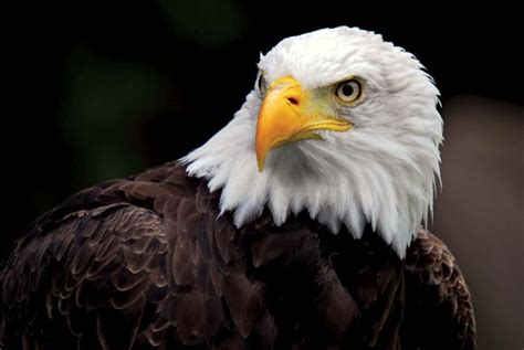 5 Eagle Image Facts