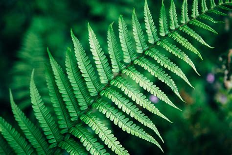 Images Of Fern Leaves