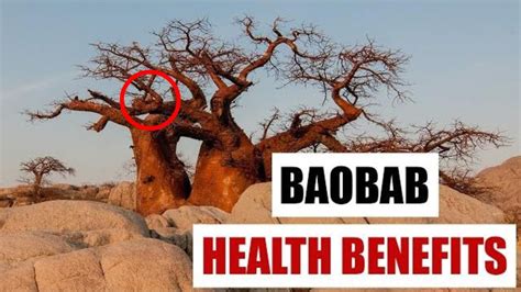 Baobab Benefits Heart Health