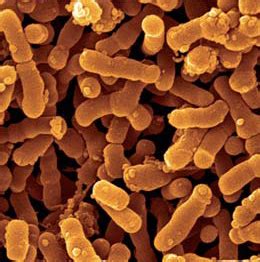 Is Bifidobacterium Breve Safe