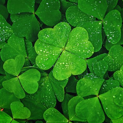 Is Clover Good For Humans