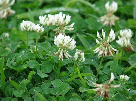 Is Clover Poisonous To Humans