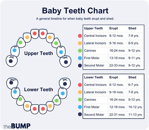 Is My Baby Teething Check Our Baby Teething Chart To Find Out