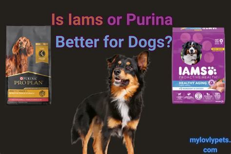 Is Purina Or Iams Better