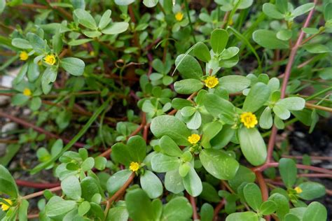 Is Purslane Safe To Eat