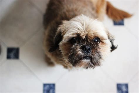 Is Shih Tzu Hypoallergenic