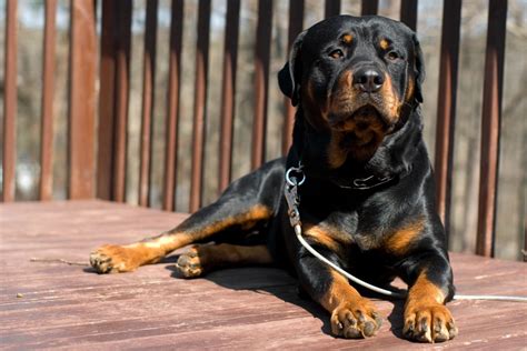 Is The Rottweiler Dangerous