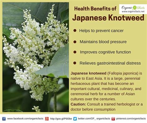 Japanese Knotweed Health Benefits