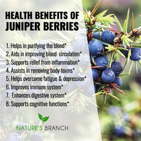 Juniper Health Benefits