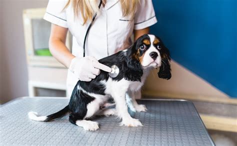 King Charles Health Prognosis