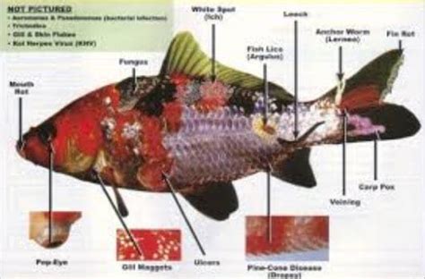 Koi Fungus Treatment Pictures