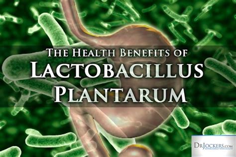 L Plantibacillus Plantarum Benefits