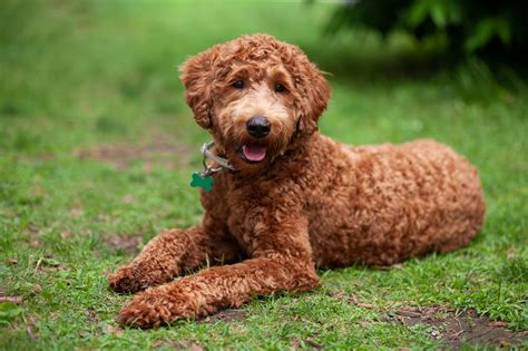 Labradoodle Care