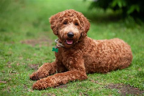 Labradoodle