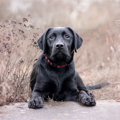 Labrador Retriever Health Issues