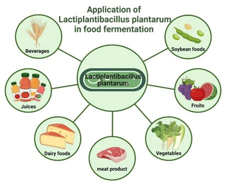 Lactic Plantarum Benefits