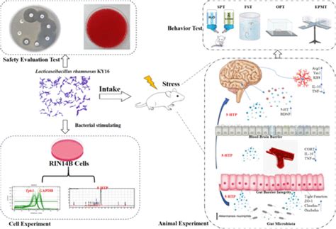 Lacticaseibacillus Rhamnosus Ky16 Improves Depression By Promoting Intestinal Secretion Of 5 Htp And Altering The Gut Microbiota Journal Of Agricultural And Food Chemistry