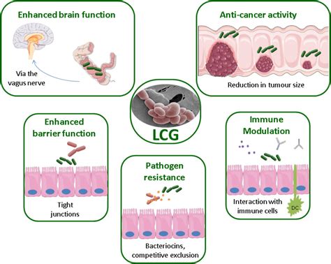 Lactobacillus Casei Benefits