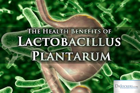 Lactobacillus Plantarum Benefits For Men