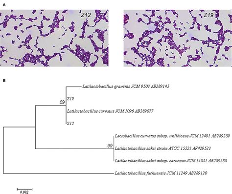 Latilactobacillus Curvatus Probiotics