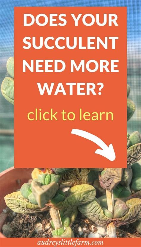 Learn How To Tell If Your Succulent Plant Is Under Watered And How To