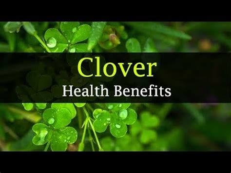 Live Health Benefits Clover