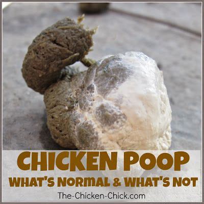 Loose Stools In Chicken Poop