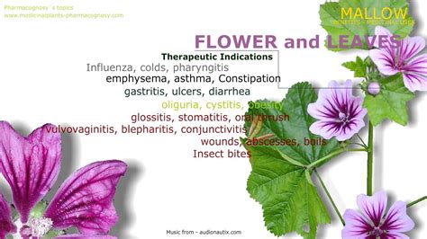 Malva Flowers Benefits