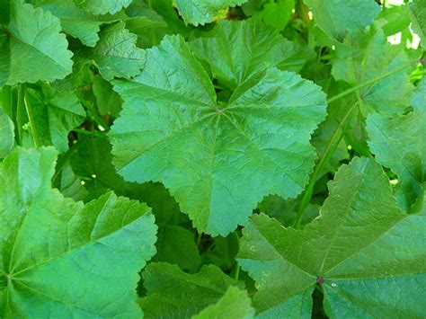 Malva Leaves