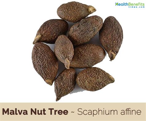 Malva Nut Benefits