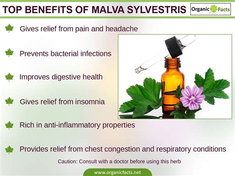 Malva Sylvestris Health Benefits