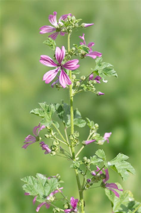 Malva Sylvestris L Nutrition