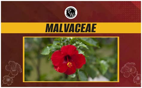 5 Malvaceae Health Benefits