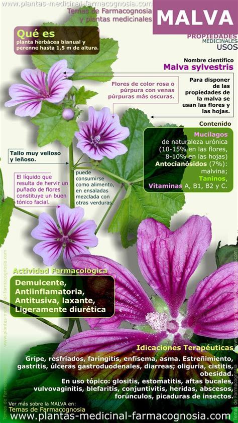 5 Malvaceae Health Benefits