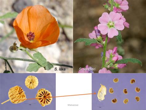 Malvaceae Mallow Family Ca 200 Genera 2300 Species Ppt Download