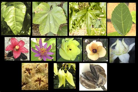 Malvaceae Plants Review