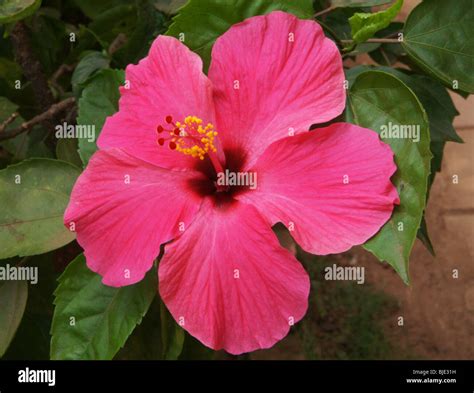 Malvaceae Plants