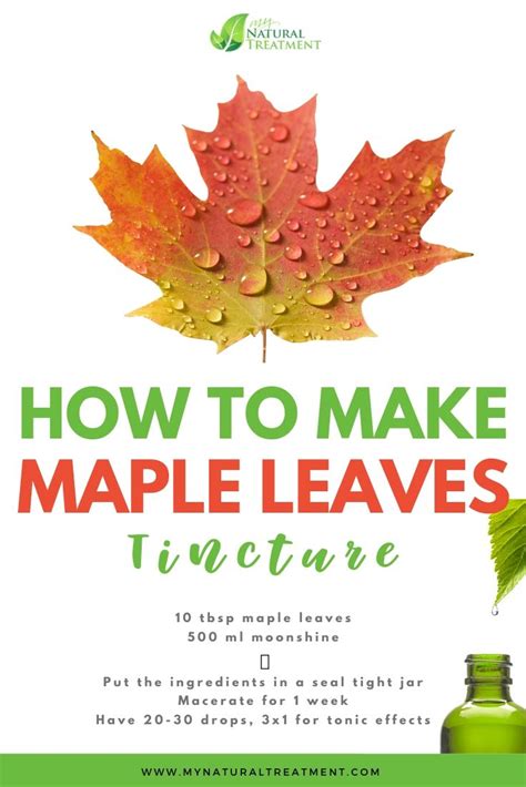 Maple Tea Benefits