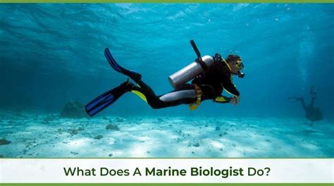 Marine Biologist Education