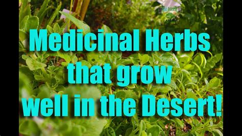 Medicinal Herbs In The Desert