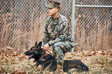 5 Tips Military Dog Handler