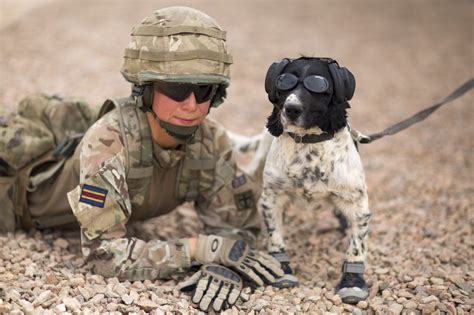 Military Dogs Today