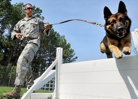 Military Working Dog Handler 31K